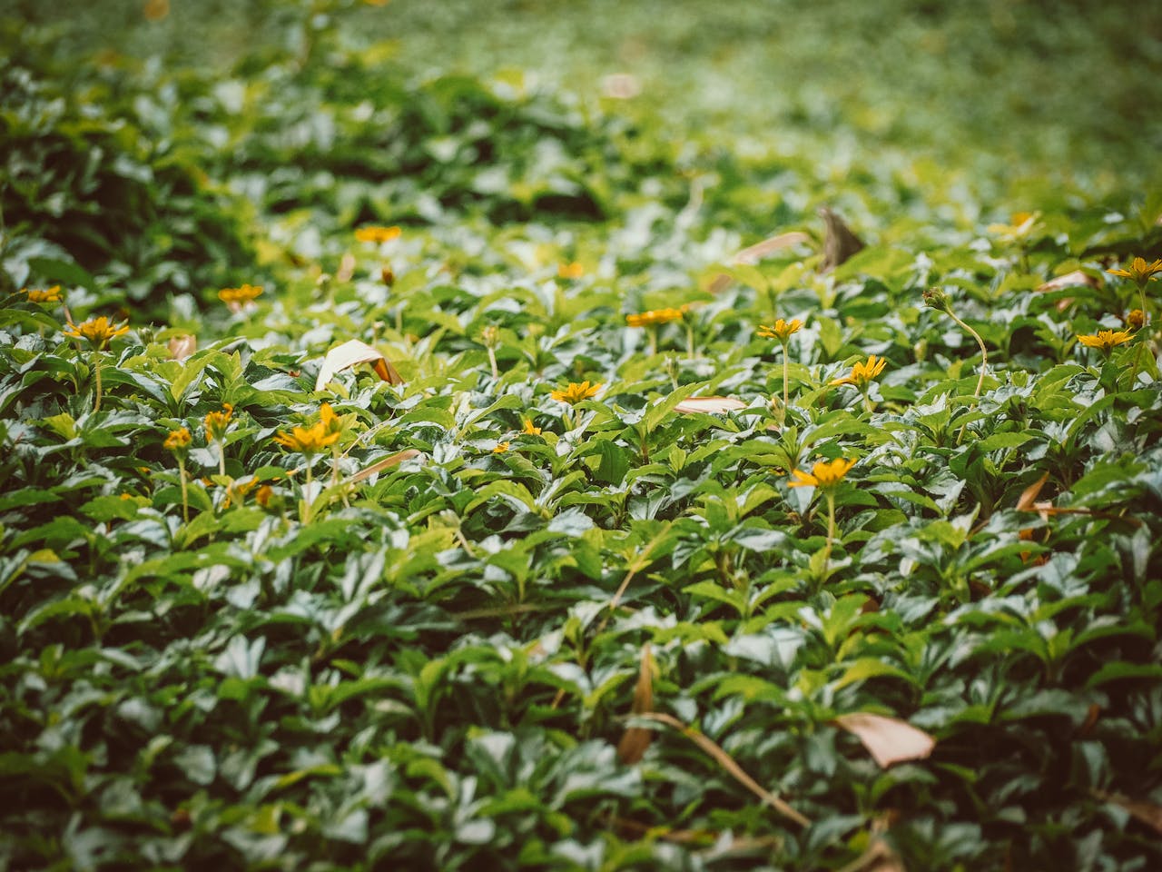 Small Yellow Flowers